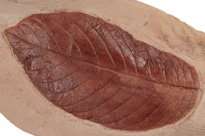 Red Fossil Hickory Leaf (Carya) - Montana #188982